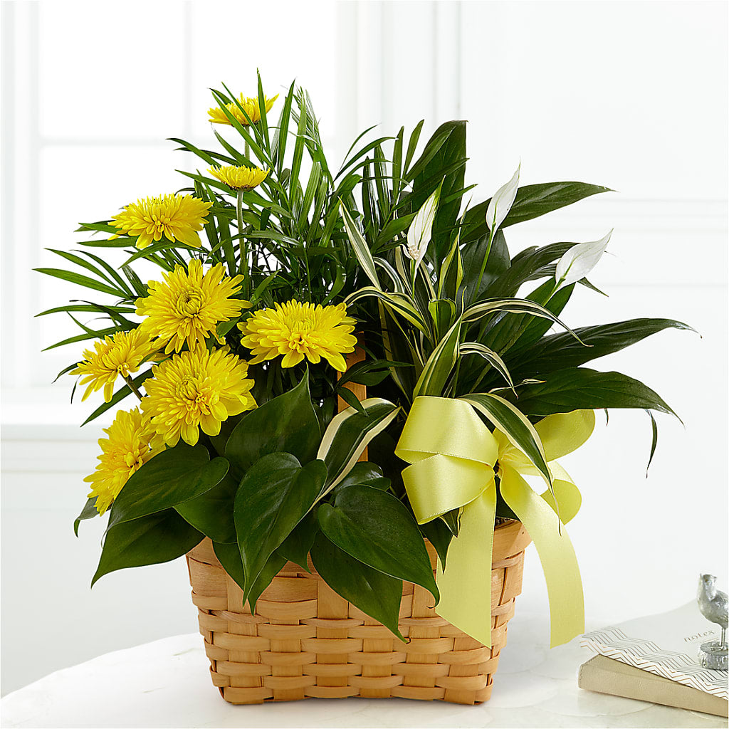 Loving Light Dishgarden – Village Flower Company, Prairie Village KS