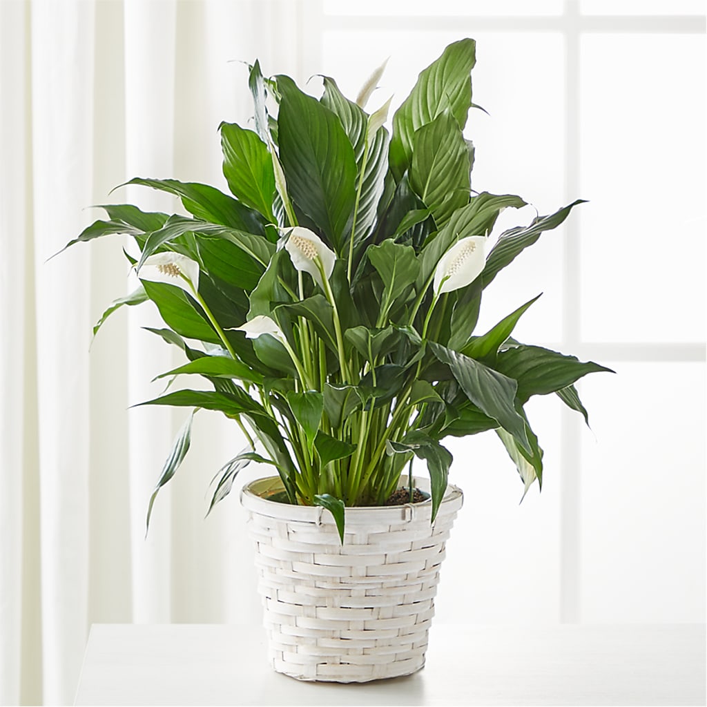 A New Leaf Peace Lily – Village Flower Company, Prairie Village KS