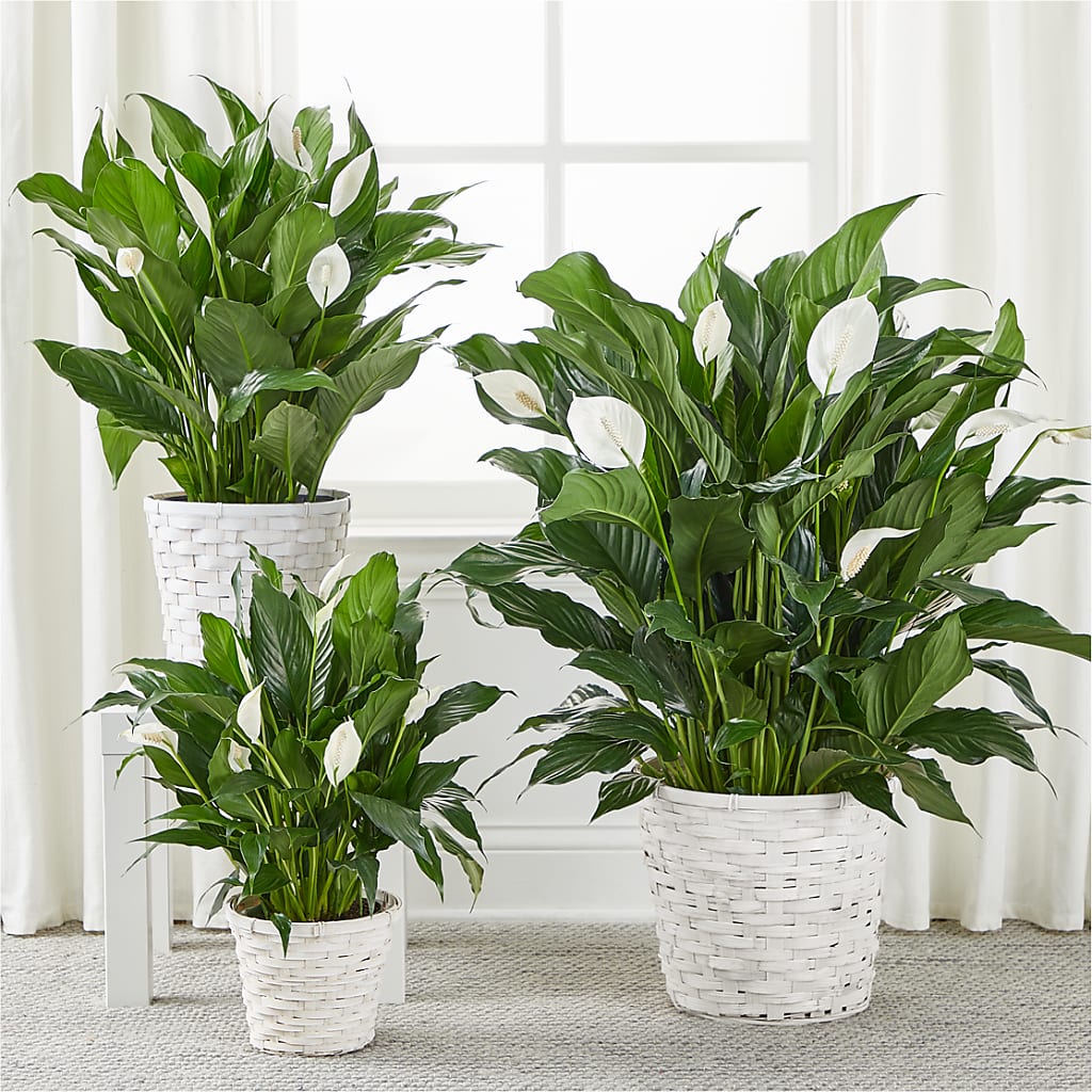 A New Leaf Peace Lily – Village Flower Company, Prairie Village KS