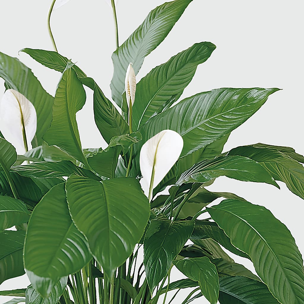Tranquil Moments Peace Lily Plant –  Village Flower Company, Prairie Village KS