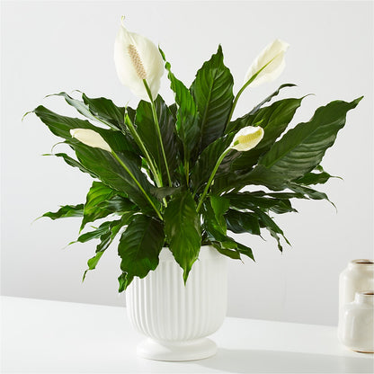 Comfort Planter –  Village Flower Company, Prairie Village KS