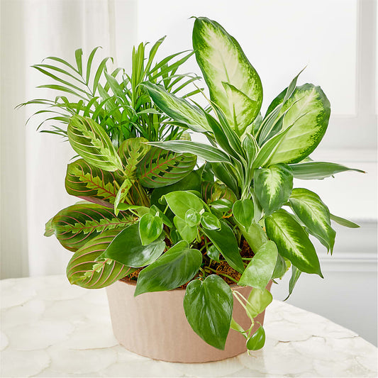 Balance & Harmony Dishgarden –  Village Flower Company, Prairie Village KS