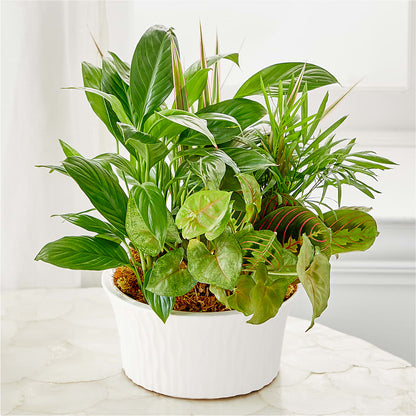 Balance & Harmony Dishgarden –  Village Flower Company, Prairie Village KS