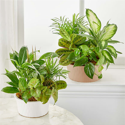 Balance & Harmony Dishgarden –  Village Flower Company, Prairie Village KS